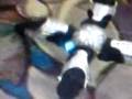 videos de BABY PETE ROBOT
