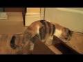 Stan Watches As Suki Gets in Trouble