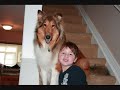 Collie