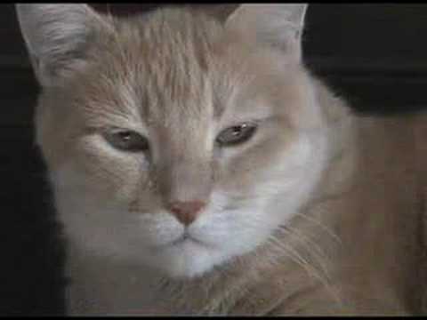 What REALLY Happens to Cats on Catnip