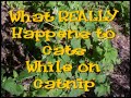 what really happens to cats on catnip