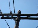 Red Tailed Hawk catches and eats a pigeon Red Tailed Hawk catches and eats a pigeon