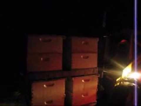 California Pollination- A Day with A ...