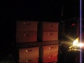 California Pollination- A Day with A Beekeeper