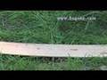 White's DFX metal detector from Regton with Norfolk Wolf