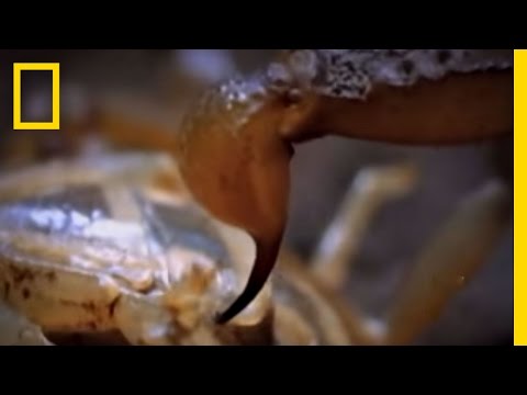 SCORPIONS - Scorpions take on other scorpions in this cannibalistic special! Shrew calls winner! See All National Geographic Videos http://video.nationalgeographic.com/v...