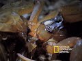 Cannibal Scorpions vs. Shrew