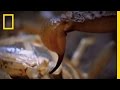Cannibal Scorpions vs. Shrew