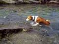 basenji swims