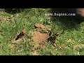 C.Scope 5MXP Metal Detector at Regton Ltd with Norfolk Wolf