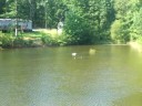 Maple Hollow Ducks Rock!