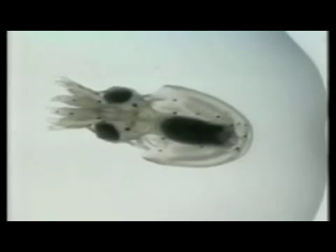 Imagen de previsualización de YouTube