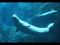 Baby Beluga Baby Beluga