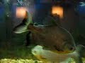 TWO 13INCH PACUS  FREE PACUS!!!!!