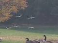 Conflicts with Canada Geese Part 1