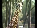 Giraffe poop research Giraffe poop research