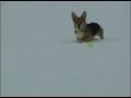 Little Lance in the Snow