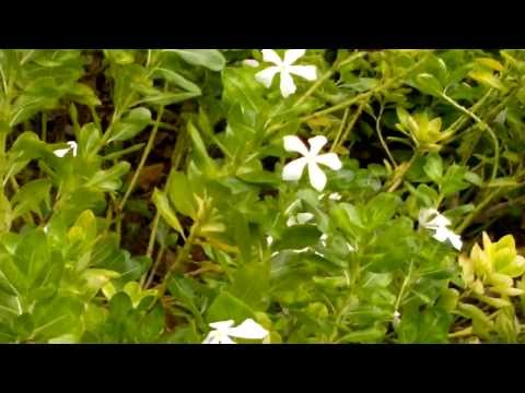 how to collect vinca seeds