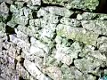Chalford Walk  Feb 2008 (Part 1)