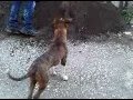 Raul salto palla Pitbull blue nose di 5 mesi salto di ...