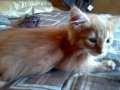 Cute kitten barks like a toy dog.