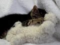 edwidge dandicat and the snuggle bear