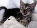 edwidge dandicat and the snuggle bear