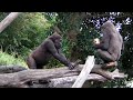 Gorillas at Taronga Zoo. Sydney, Australia