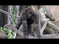 Gorillas at Taronga Zoo. Sydney, Australia