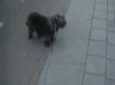 A tribute to my dog Shabby