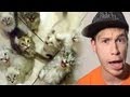 Котопакалипсис *^_^* [Catocalypse] | Просмотры: 1,896,052
