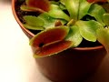 Mucho?�wka bzyka 2 (sawtooth)