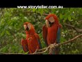 part-3-mini-monkeys-of-brazil-before-its-too-late.html