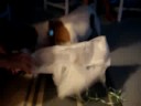 Paxils 7th Birthday - Part 3