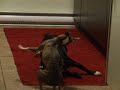 Lulu vs Beau Round 1 *ding*