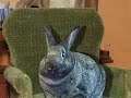 Rabbit Bites: Michael Ian Black Rabbit Bites: Michael Ian Black