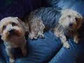 Top Ten Cutest Morkie Dogs
