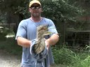 Great for the Committee against Torture (Tiger) for large birds! Great for the Committee against Torture (Tiger) for large birds!
