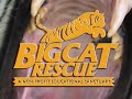 Big Bird Rescue - Big Cat TV
