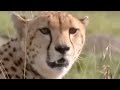 Baby cheetah vs baboon - BBC wildlife
