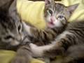 kittenz at 2 months