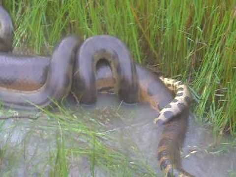 apareandose - En mi finka, en la vereda Bebea, en Mani Casanare, Colombia, grabamos este video, donde podemos ver q la Anaconda esta en pleno Cortejo, Mi familia y Yo fuim...