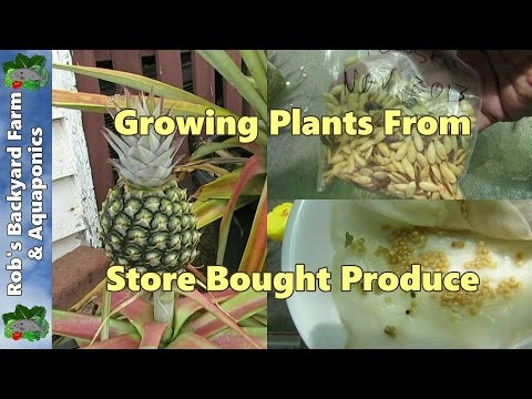 how to grow yesterday today and tomorrow plant