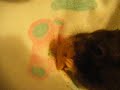 my hamster eating gtam cracker (CLOSE UP) my hamster eating gtam cracker (CLOSE UP)