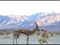 Meercat falls for Shezelle