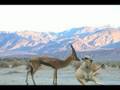Meercat falls for Shezelle