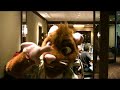 what Harv saw at Anthrocon \ what Harv saw at Anthrocon \