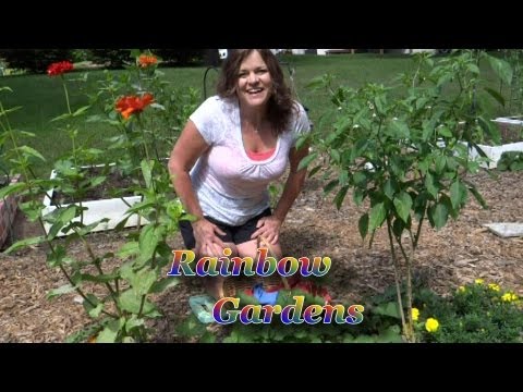 how to harvest potato seeds