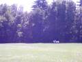 Victoria & Clonmel XC Part1 King Oak