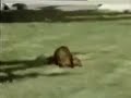 Narcoleptic Dog
